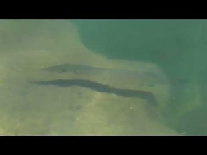 Wild Great barracuda swimming in the ocean at Key largo