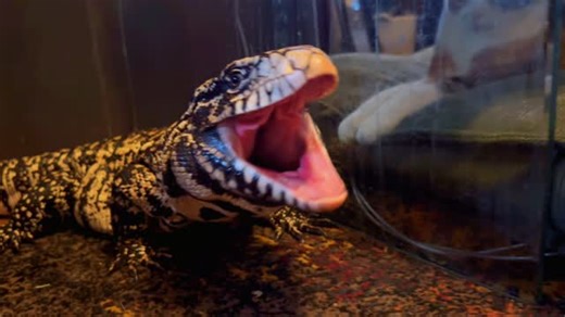 Merlin The Tegu on Instagram: "Merlin the Tegu Lizard hanging with Napkin the Cat #merlinthetegu #tegulizard #argentinetegu #tegu #lizard #reptile #reptilesofportland #tegusofinstagram #lizardandcat #jurrasicpark"