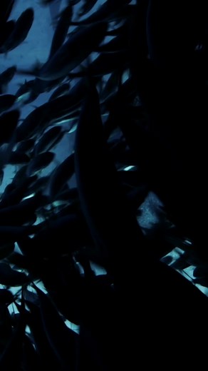 Watch these yellowfin tuna smash into a “bait ball” of mackerel! 🐟 Video by @Bertie Gregory #EpicAdventureswithBertieGregory is now streaming on @Disney