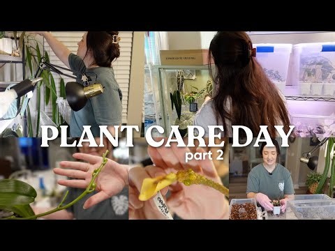 Plant Care Day Part 2 | Repots, Watering, Some Updates & Last Minute Prep 🌿