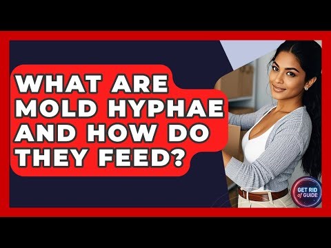 What Are Mold Hyphae And How Do They Feed? - Get Rid Of Guide
