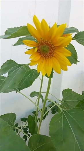 Beautiful Flowers/ Nature photography #nature The common sunflower #sunflower