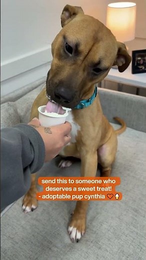 We know everyone deserves a little sweet treat, & adoptable Cynthia is here to spread the word! 🧡🐶