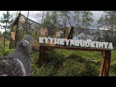 Kyyhkyn Ruokinta - (eli Kuinka Ruokkia Kyyhkyjä?)