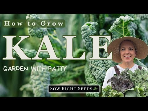 How to Plant Kale Seeds + Beginner Care Tips