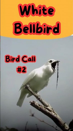 White Bellbird Call 🔔 Loudest Bird Sound (how to attract bell bird) bird call #2