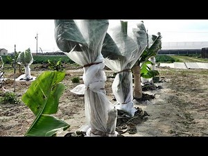 愛知県でバナナに挑戦！ 露地でドワーフモンキーバナナ越冬対策色々 Banana cold measures (Aichi Japan)