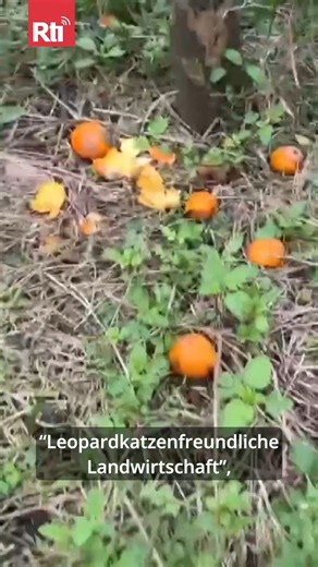 Radio Taiwan International (Deutsch) 🇩🇪🇹🇼 on Instagram: "Nirgendwo in Taiwan leben so viele Leopardkatzen wie in Miaoli. 2019 war der Landkreis auch der erste, der spezielle Bestimmungen zum Schutz von Leopardkatzen verabschiedete. Die Anforderungen sind natürlich auch mit gewissen Kosten und Unannehmlichkeiten verbunden, doch die Projektteilnehmer profitieren durch höhere Preise für ihre Erzeugnisse."