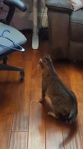 231K views · 5.5K reactions | Cats backflip funny moments藍藍藍藍藍...