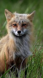 8.7K views · 299 reactions | A beautiful moment of a fox taking in the last light of the day. | Most Adorable Pictures | Facebook