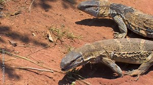 african Rock monitor lizards in the desert sun under the harsh sun