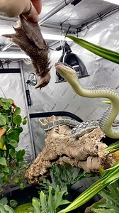 Big Blue sure loves his quail! I still use tongs to feed him most of the time… But he’s just so dang accurate when it comes to eating I figured why not trust him a bit and just hand it to him? 🤷🏻‍♂️ Something about hand feeding a giant snake just feels… cool 😂 🔎Orthriophis taeniurus callicyanous 🐍Vietnamese Blue Beauty Snake . . . . . . #orthriophis #bluebeautysnake #snake #bigsnake #reptile #reptilesofinstagram #feeding #quail | Thatbeardedbugguy