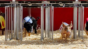 Illinois State Fair kicks off Thursday with theme days, discounts and more