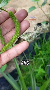 69K views · 2.3K reactions | Kadugtong ito po ang gamitin nyong fertilizer sa fruit tree ninyo pag gusto nyo nang pabungahin | PINOY GRAFTER | Facebook