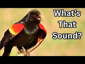 The Easy Way To Learn Bird Calls FAST