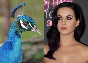 The True Meaning Behind Katy Perry's "Peacock"