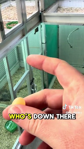 Understanding Shell-Less Eggs in Diamond Doves