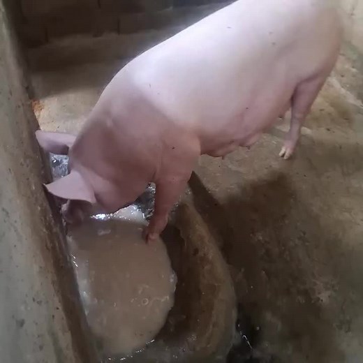 Alex🇻🇪🇺🇸💕🪽 (@alexander84d0)’s videos with sonido original - Tu clip