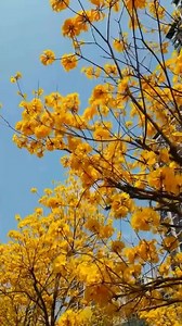 1.3K views · 26 reactions |    In April, the golden trumpet trees...