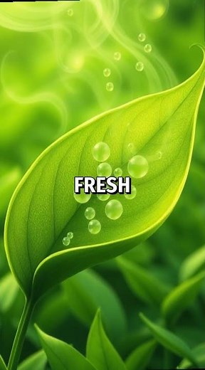 The Role of Polyphenols in Tea Flavor 🍃