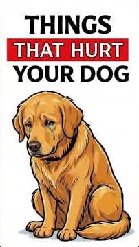 6 Things You Do That Secretly Hurt Your Dog (Most Owners Don’t Know)