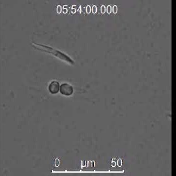 Pseudo-nitzschia multistriata