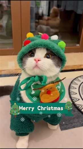 Dress your kitty in our adorable, comfy holiday outfits. Get 20% OFF and make this season extra snuggly! 🥰 ​​👉 Shop Now & Spread the Meowy Christmas Joy! | Labelatags