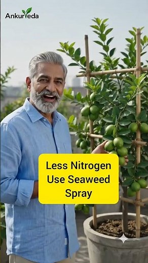 How to Grow Juicier Lemons at Home | Best Lemon Plant Care Tips | Increase Juice Naturally
