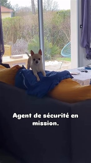 Chez Plume & Pacôme – les mini boss | 🐶🐾⛄️ Taille : mini. Sens du devoir : illimité. ⛄️🐾🐶 👉🏻 Abonne-toi pour suivre son service de protection rapprochée.😁. #chihuahua... | Instagram