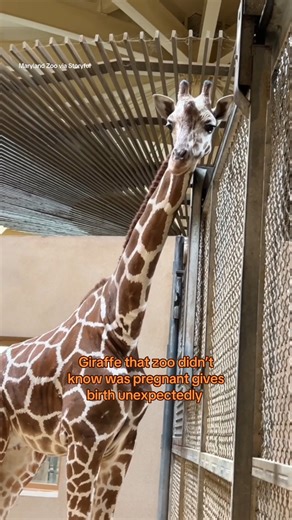 74K views · 3.3K reactions | A giraffe, who zoo staff did not know was pregnant, gave birth to a baby. Four-year-old Kipepeo, a reticulated giraffe, arrived at the Maryland Zoo in November. In March, she gave birth to a healthy baby girl – completely unexpected. Giraffes can be pregnant for 15 months, so Kipepeo was carrying her baby when she arrived and surprised the zoo with her bundle of joy. | The Uplift | Facebook