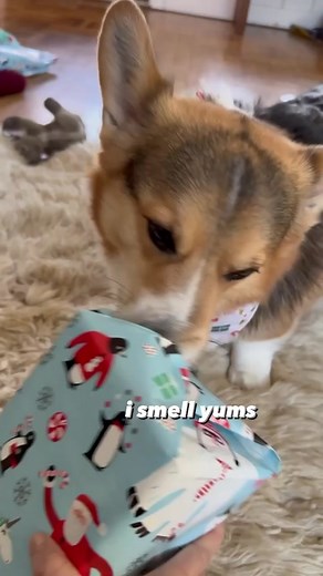Corgi Puppy Brady Enjoys Opening Christmas Presents | Dog Christmas Fun