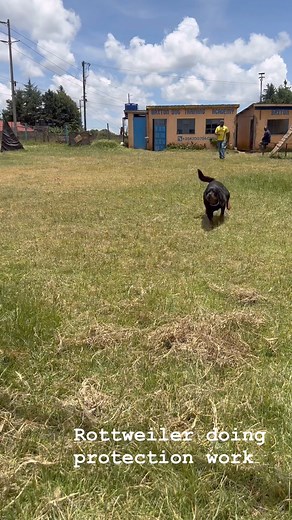 Rottweilers are very good as protection dogs. | Baxton DOG Training Academy