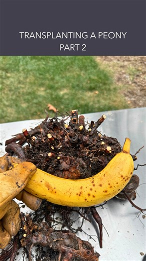 🌸 PART 2: Transplanting a mature peony from our neighbor’s yard! 😻Our neighbors generously gave us 5 of their mature peony plants this fall. 🌸 We are going to replant some of them whole, and divide others to make even more peony plants! 🍂Fall is a good time to move a peony so that the plant can reestablish its roots and enjoy the benefits of the cold temperatures during the winter. Here are more reasons why you may want to transplant a peony plant: 🏡 You are planning to move houses and want