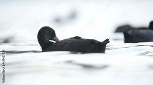 Black fluffy white forehead coot ducks swim on the water surface.Duck animal wild animals wildlife Eurasian coot cinematic tele zoom lake mere lough wetland pond lakeside lakeshore waterside wetland
