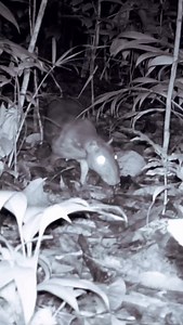 40K views · 8.4K reactions | PACA #faunabrasileira #natureza #paca #Cuniculuspaca #roedor #espera #caçador | Valdemir Pereira | Facebook