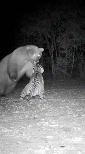 Bear vs. Tiger: The Ultimate Battle for Dominance! | Epic Wildlife Encounters#BearVsTiger #Wildlife