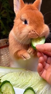 feeding cucumber to a cute rabbit, cute bunny nibbling cucumber #rabbit #bunny #cuteanimals #shorts