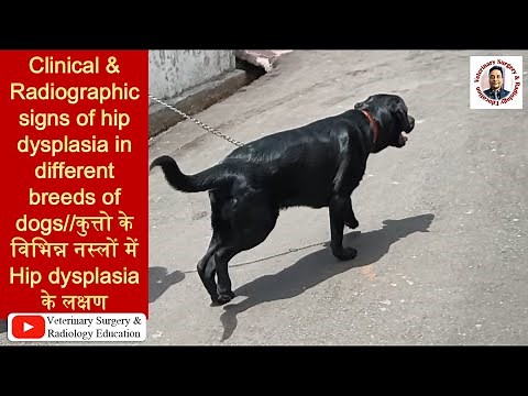 Hip dysplasia in different breeds of dogs and their radiographs/Clinical signs/gait abnormalities