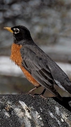 American Robins are among the first birds to sing at dawn, often starting their songs well before sunrise. This early morning singing is part of the "dawn chorus," which is thought to serve multiple purposes, including establishing territory and attracting mates. | 3-D Pet Products