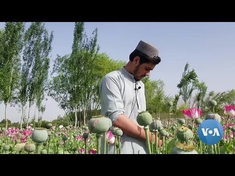 Afghan Opium Cultivation Exploding Under Taliban Rule | VOANews