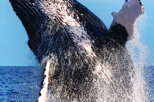 Oahu Events in December 2025