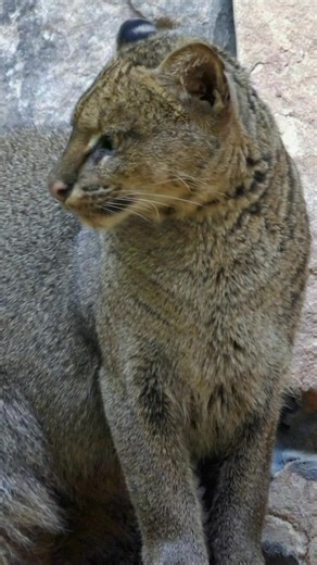 Sleek as a shadow, the jaguarundi moves like liquid through the trees. This small wild cat hunts by day, chirps like a bird, and comes in two coats: cool slate gray and warm cinnamon. From South Texas to the Amazon’s edges, it slips along rivers and thickets where a rustle could mean breakfast. Sightings are rare as habitat disappears, which makes this silhouette unforgettable once you learn it. Would you have clocked it as a cat at first glance? Save for later and tag the friend who loves oddba