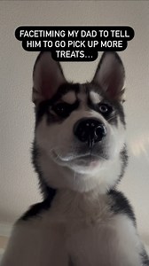 He’s getting angry #husky #huskypuppy #huskylove #huskylife #huskies #huskiesofinstagram #huskiesofinsta #huskiesofig #huskysiblings #dog #dogsofinstagram #dogsofinsta #dogsofig #dogstagram #husky | Ontario Huskies