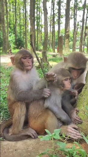 Top Zoologist Reveals 5 Secrets of Monkey Social Behavior