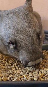 351K views · 22K reactions | I feel like I don't get to show you just...