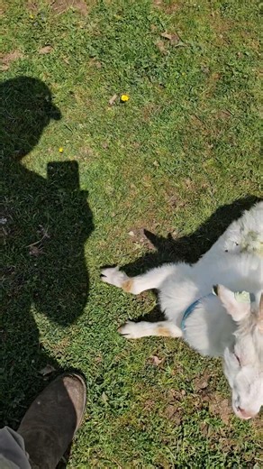 1.3M views · 18K reactions | Down on the farm we really know how to make 'em laugh! 藍 #FarmAnimals #FarmVideos #BabyAnimals #Farms #FarmLife #Cute #AnimalLovers | The Pet Collective | Facebook