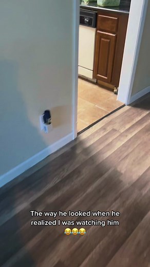 New year same Iguana..😂🦖🤷🏾‍♂️ Happy New Year #pets #funny #petlover #iguana