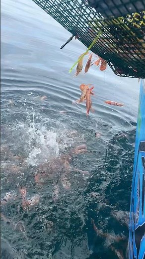 Who wants to see $1,600 worth of spot prawns get dumped back into the ocean? 😂🦐