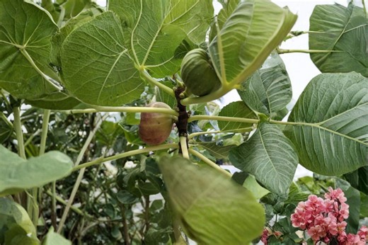 Pastiliere Fig 3 (ficus Carica) 6–8 Inch Dormant Fig Tree Cuttings - Etsy