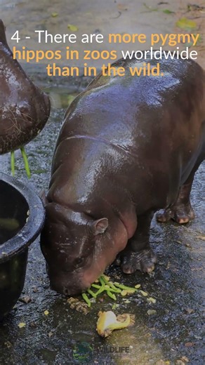 Not a Baby Hippo | WEIRDEST Pygmy Hippo Secrets!